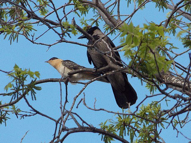Cuckoo chick with crow